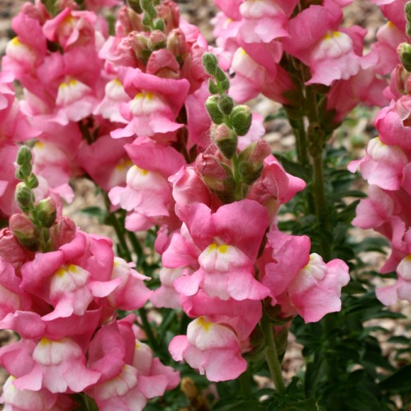 snapdragons7